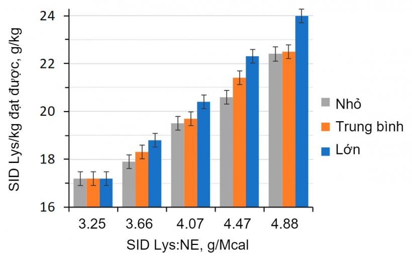 H&igrave;nh 1. Ảnh hưởng của tỷ lệ lysine/năng lượng trong khẩu phần ăn ở heo xuất chuồng (28-63 kg LW) được ph&acirc;n loại theo trọng lượng ban đầu. (Aymerich v&agrave; cộng sự, 2020).&nbsp;
